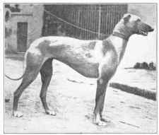 With tremendous force, contract the abdomonal muscles and hollow your belly.